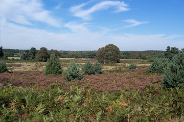 The Brecks