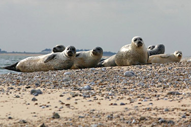 Seal Trips